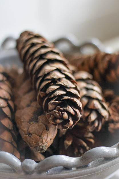 Large Natural Strobus Pine Cones | Bag of 12