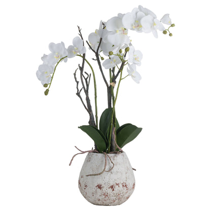 Luxury White Orchid in Stone Pot