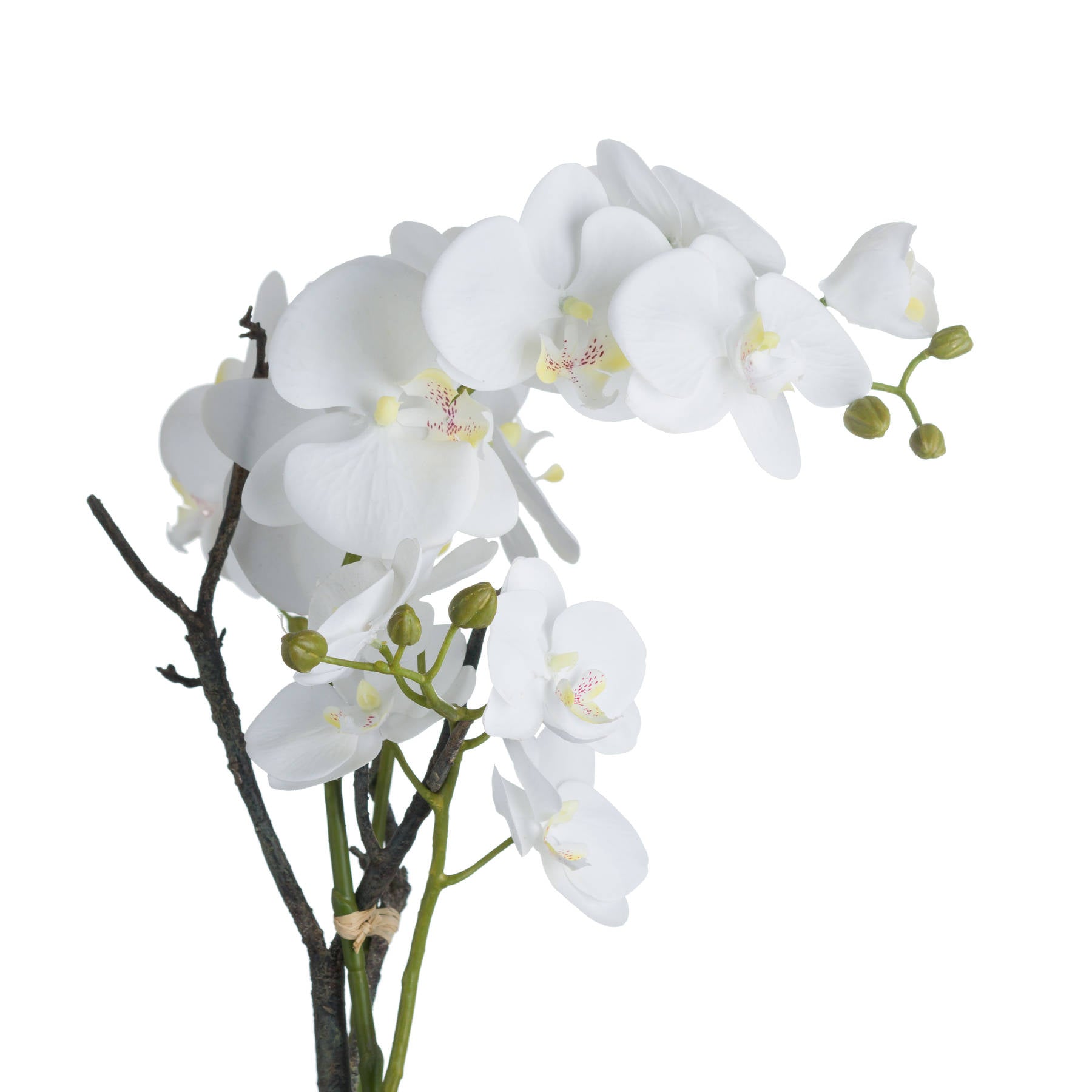 Luxury White Orchid in Stone Pot