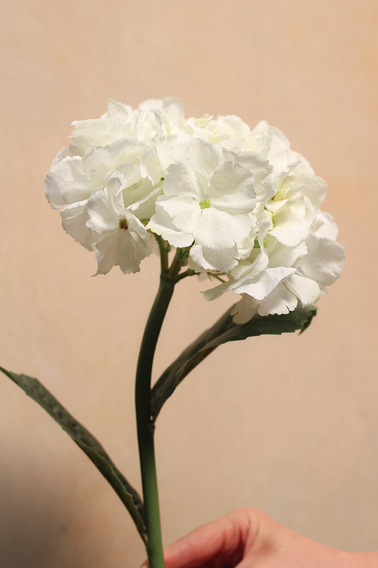 up close of hydrangea stem