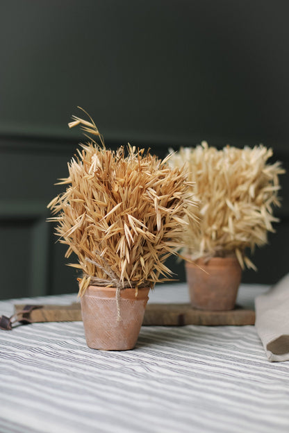 Dried Wheatgrass in Aged Terracotta Pot