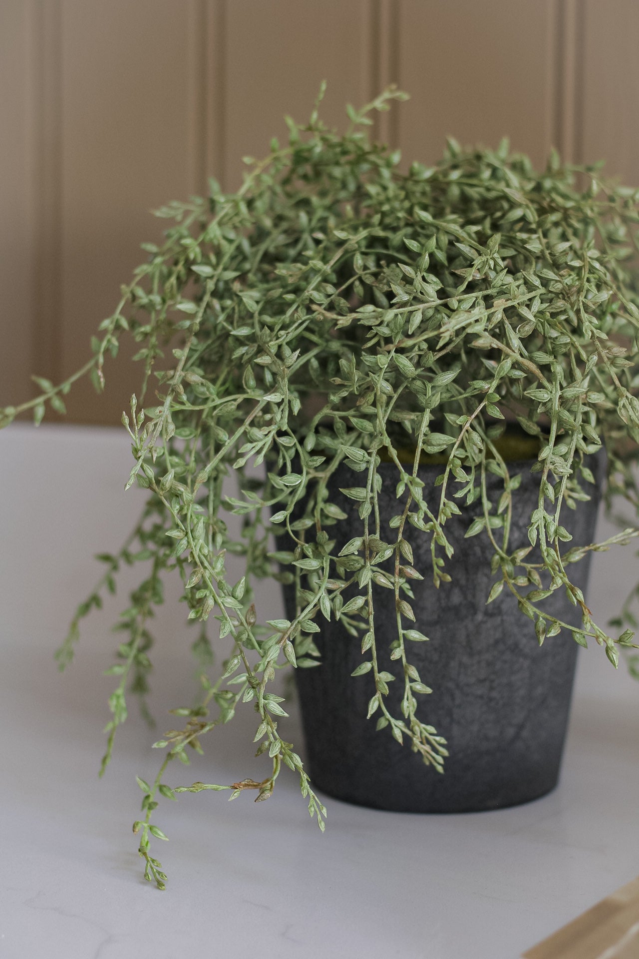 Faux Potted Grey Senecio Plant 002