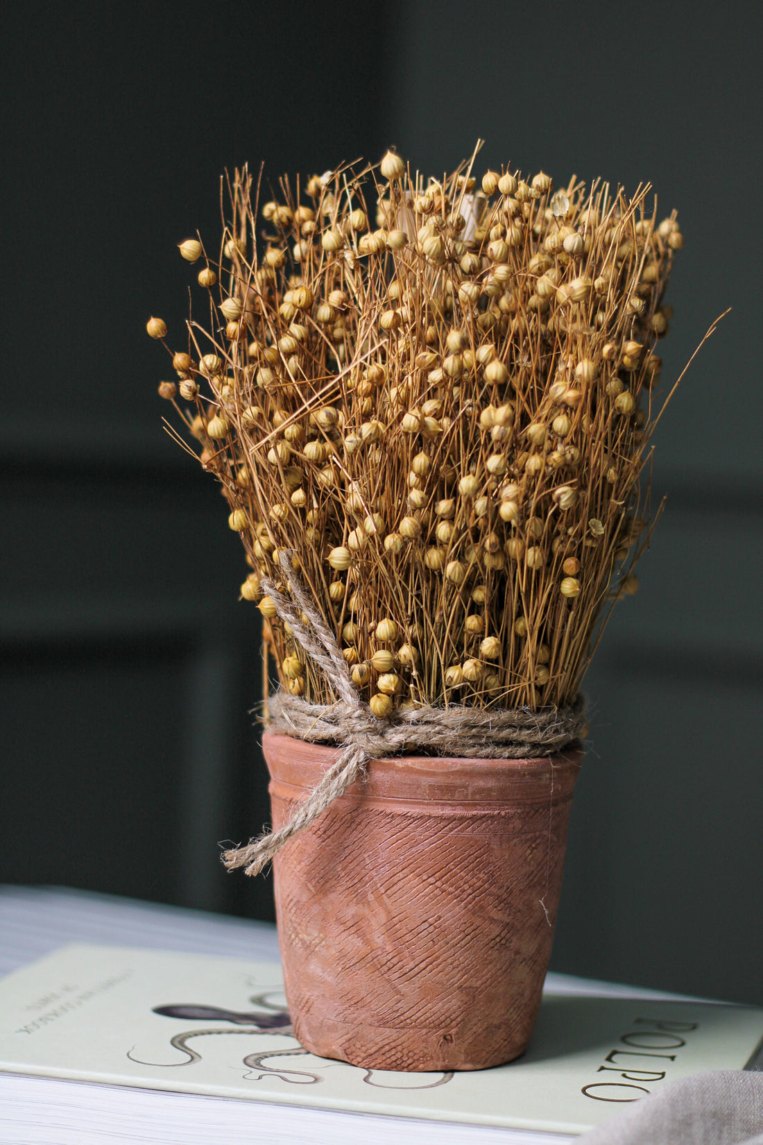 Dried Flax in Terracotta Pot