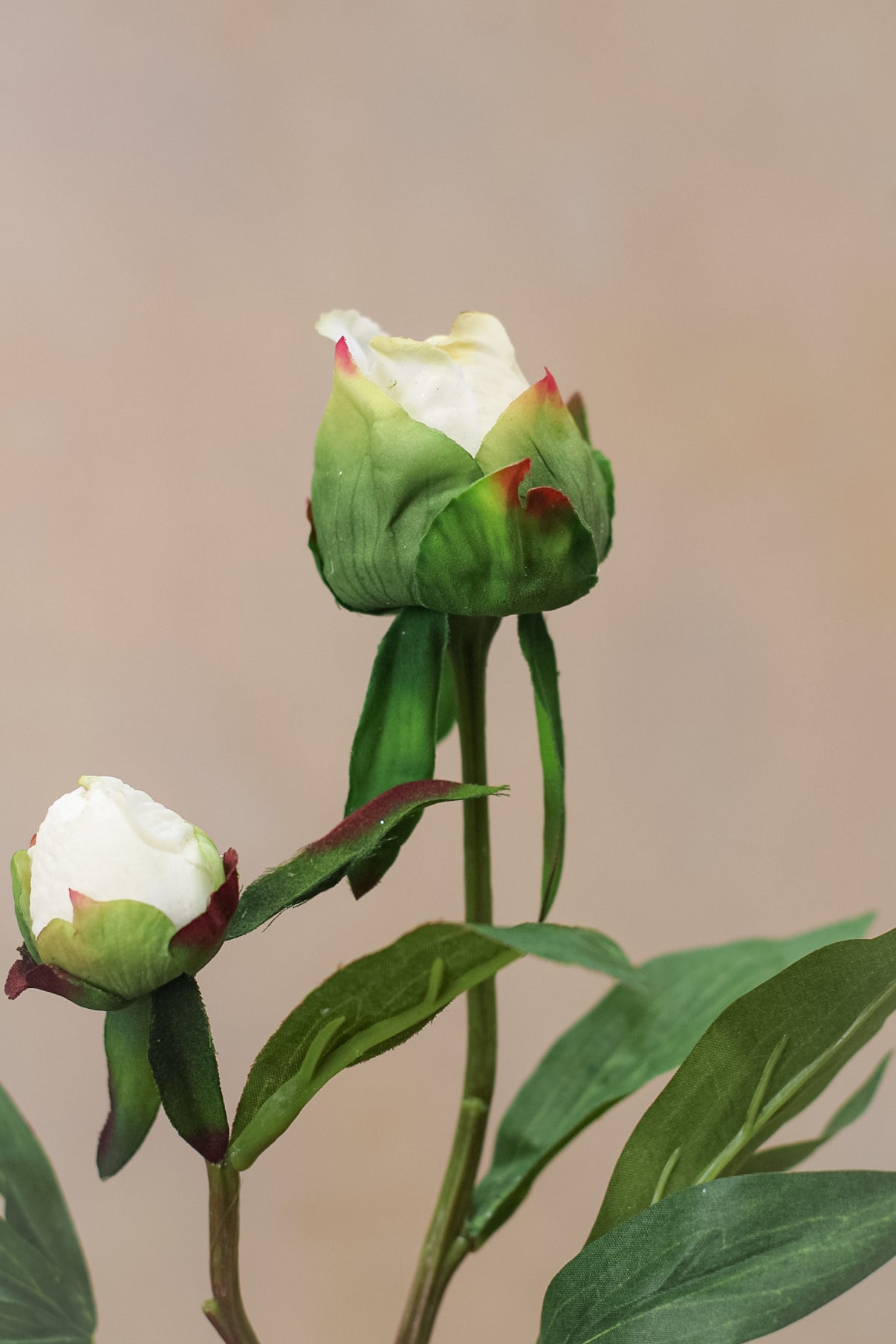 up close of faux white bud peony