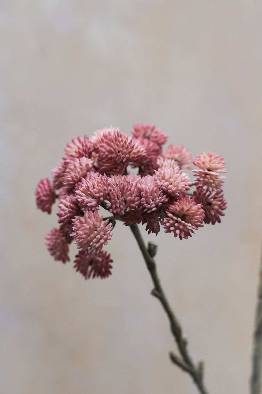 Faux Mauve Sedum Spray