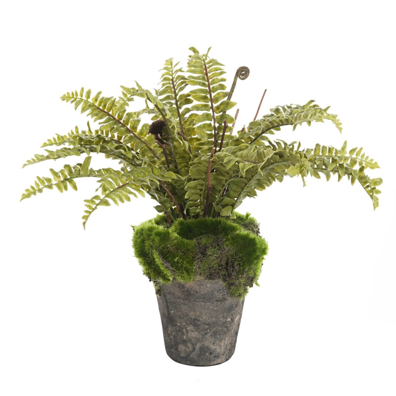 Boston Potted Fern