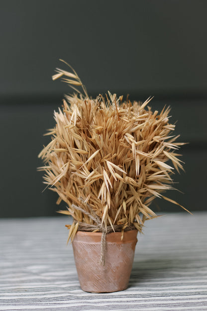 Dried Wheatgrass in Aged Terracotta Pot