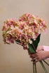 Faux Summer Blush Hydrangea Stem