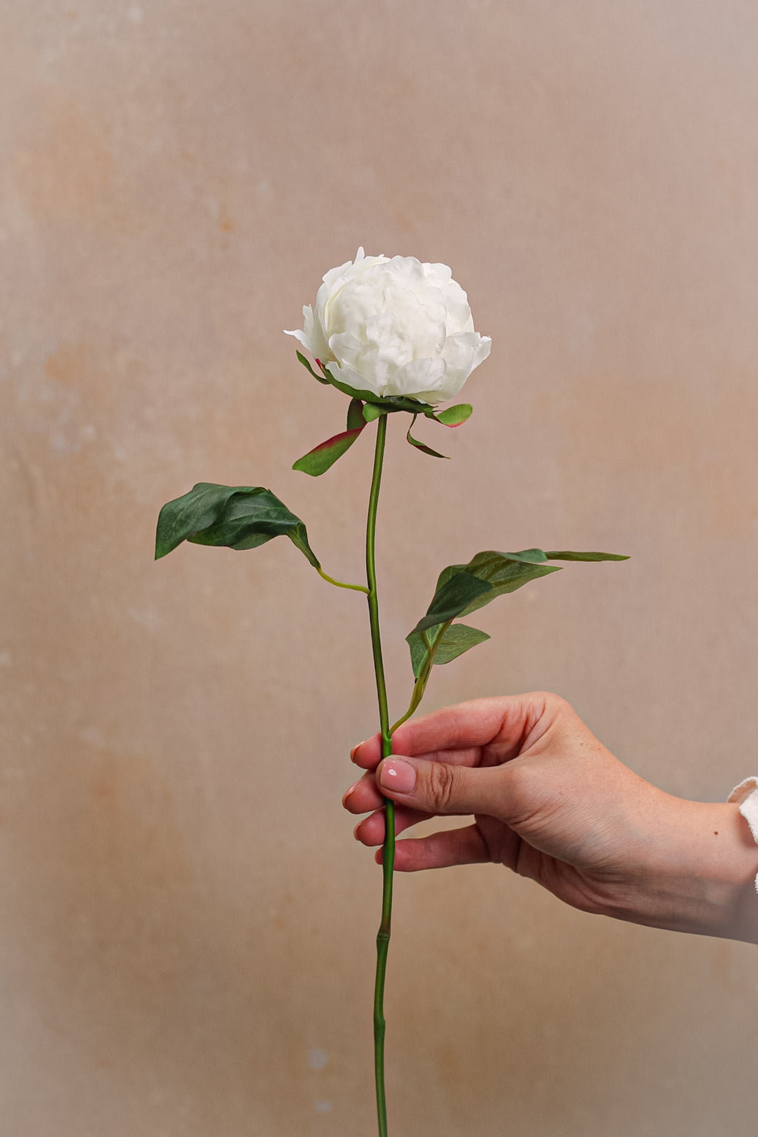 Faux White Bud Peony Stem