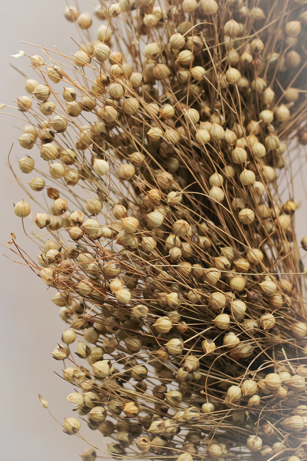 Natural Dried Flax Wreath