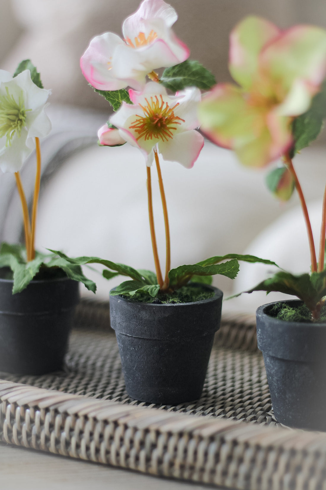 Faux Mini Hellebore in Pots | Set of 3