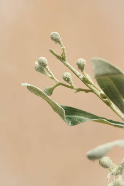 Faux Grey Eucalyptus With Berries Stem