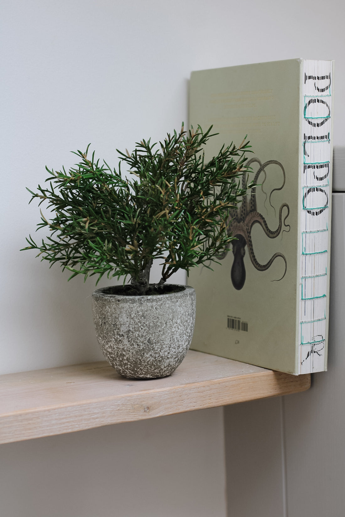 faux rosemary plant in clay pot