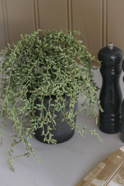 Faux Potted Grey Senecio Plant 004