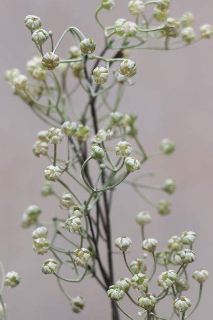 Faux Natural Linum Spray