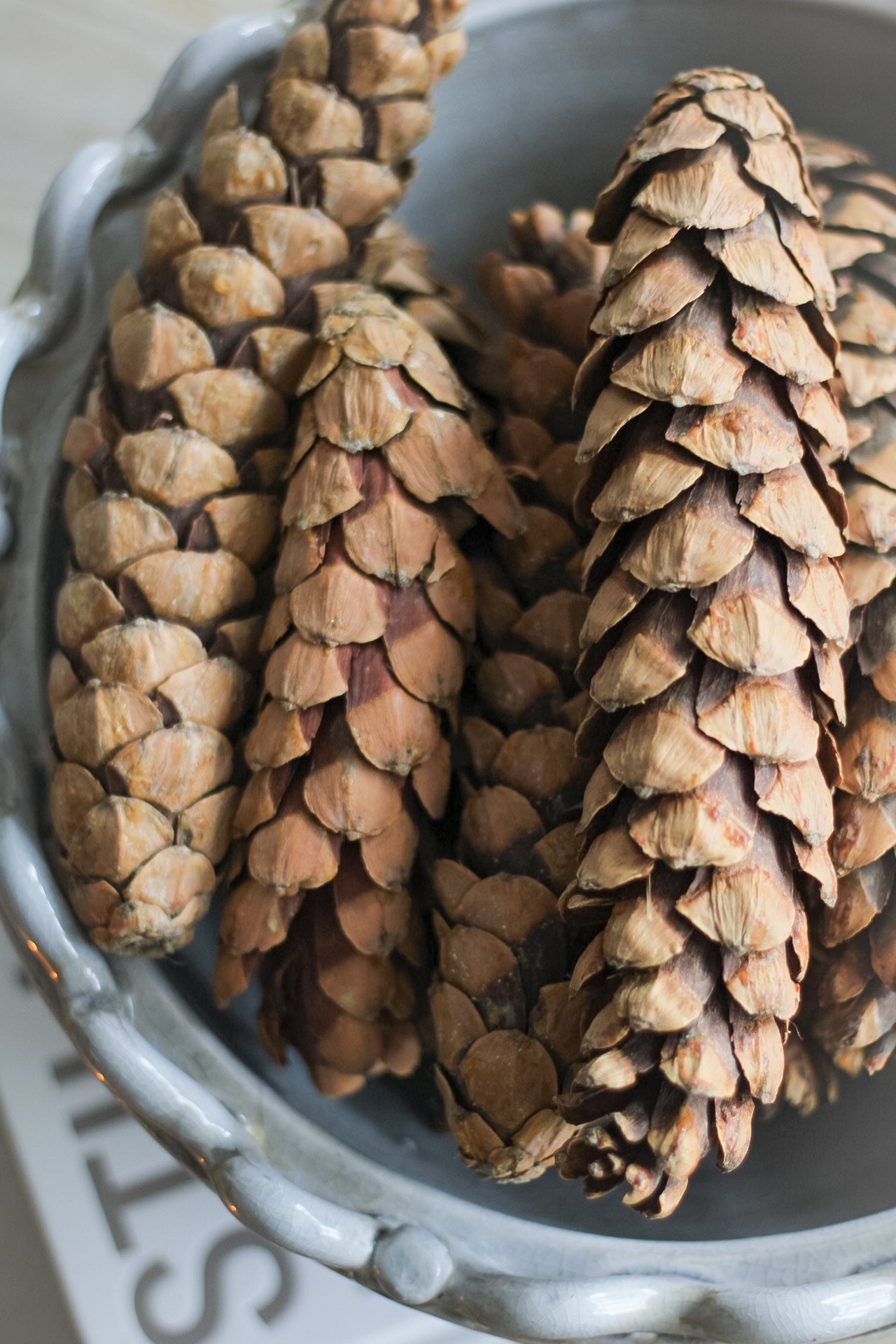 Large Natural Strobus Pine Cones | Bag of 12