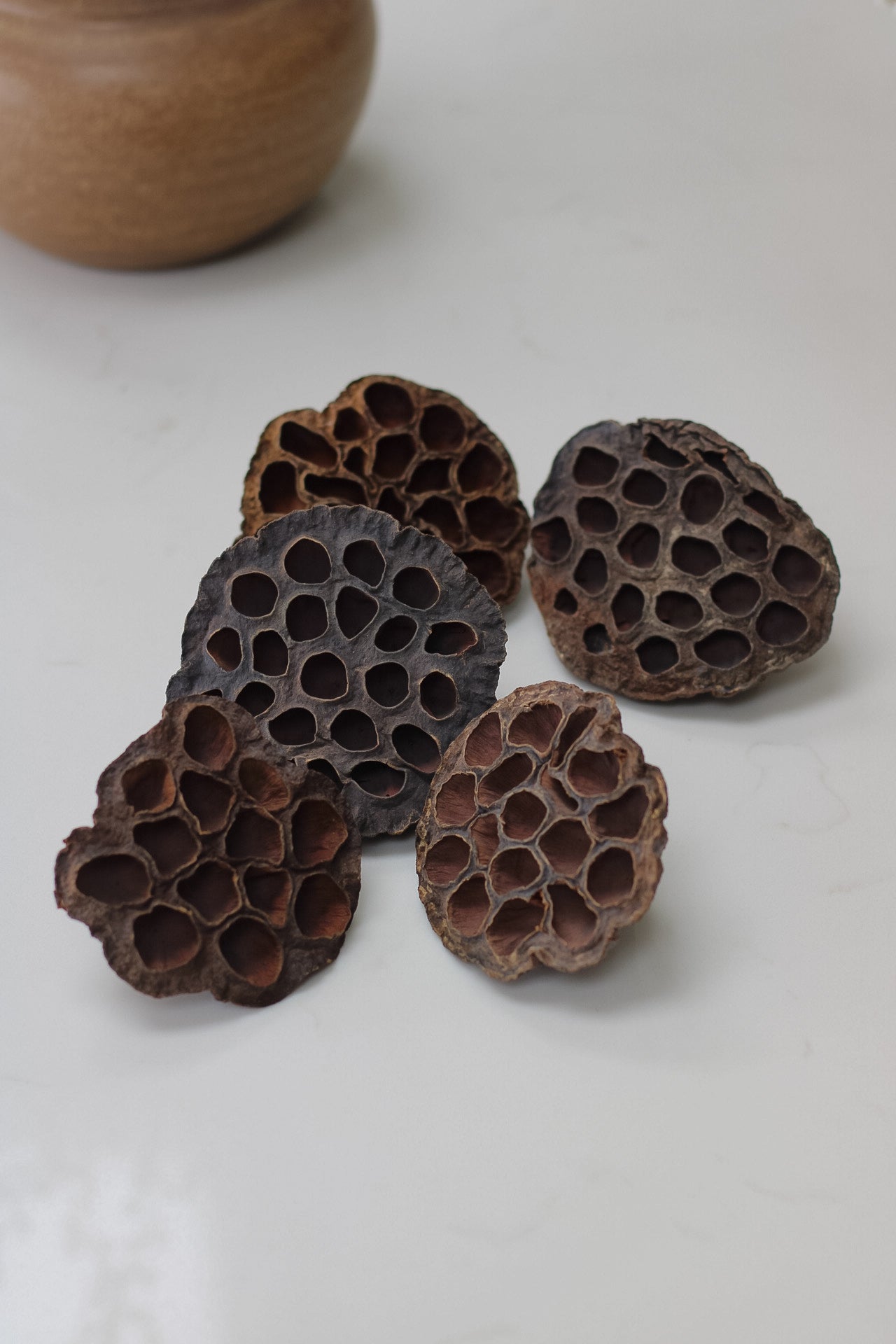 Dried Lotus Heads | Bundle of 5