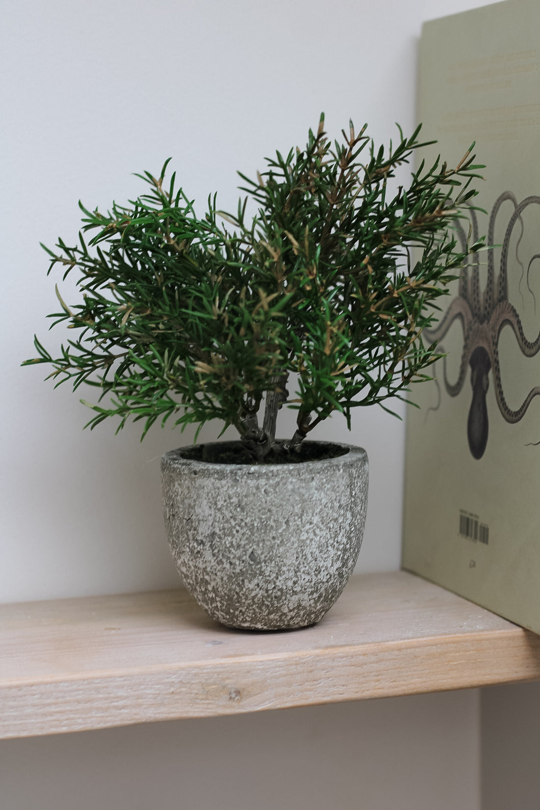 faux potted rosemary plant