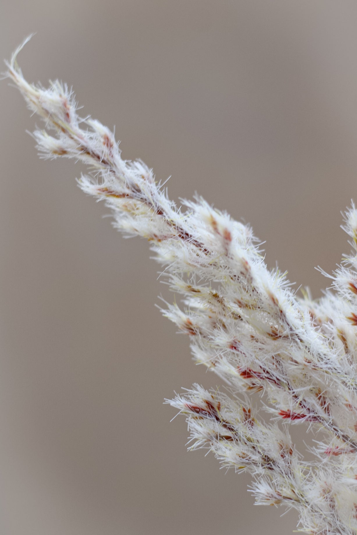 Faux Light Brown Astilbe Stem