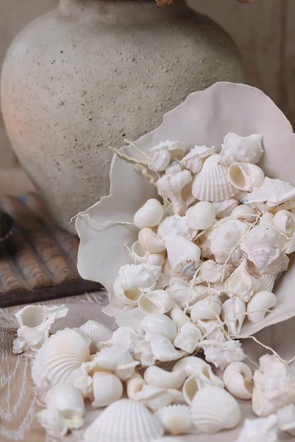 Box of Decorative Shells