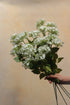 Faux White Budding Hydrangea Spray