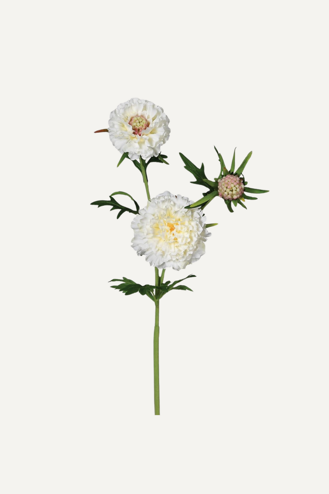 Faux White Scabiosa Stem pair with an elegantly beautiful rustic vase