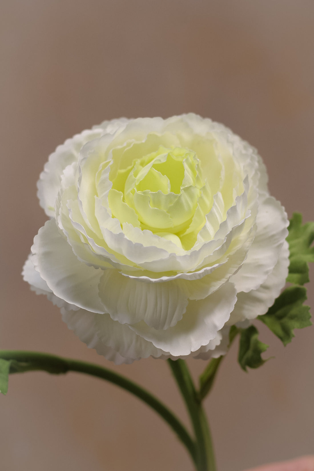 up close of faux ranunculus stem