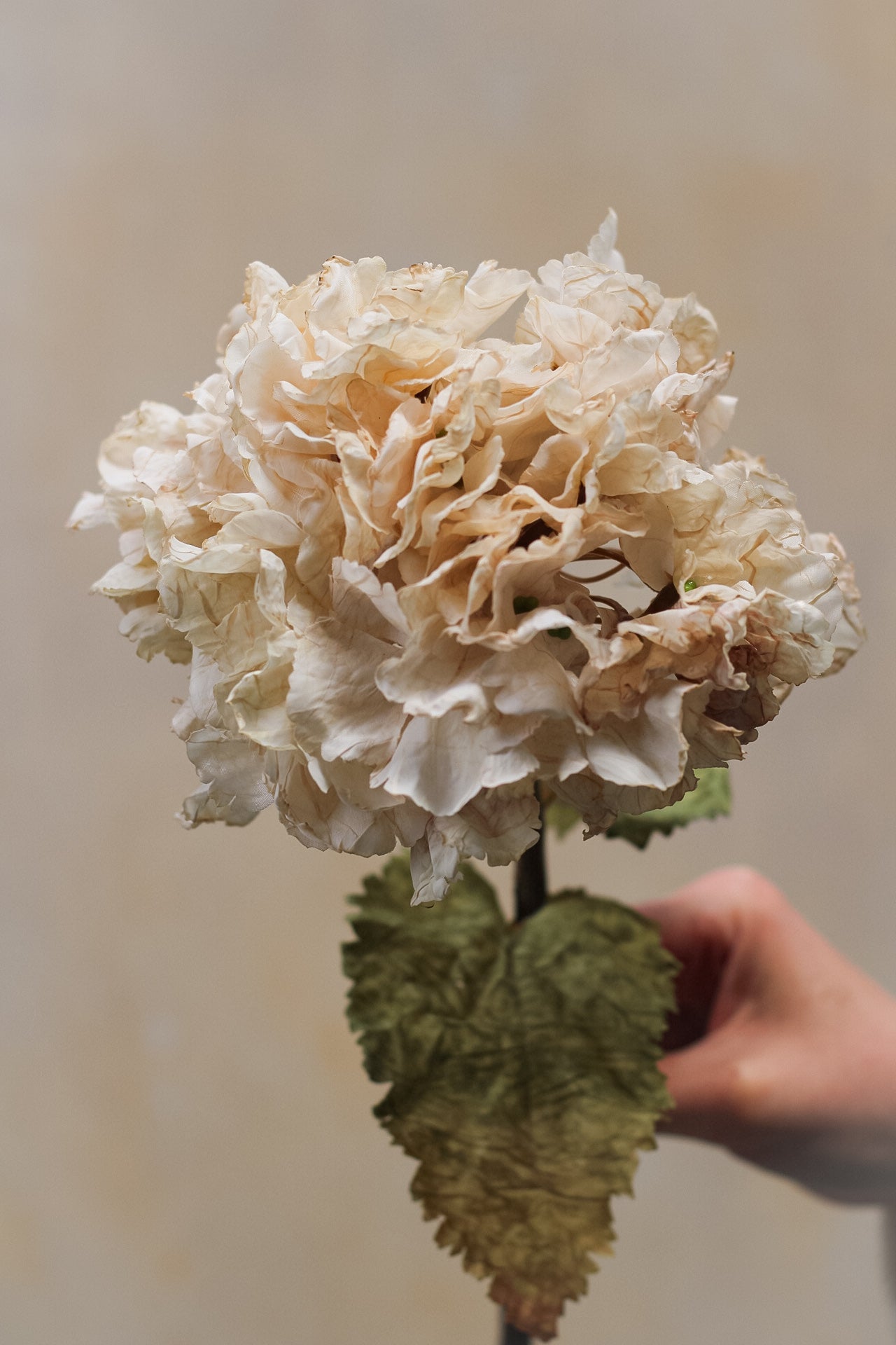 up close of soft nude hydrangea stem