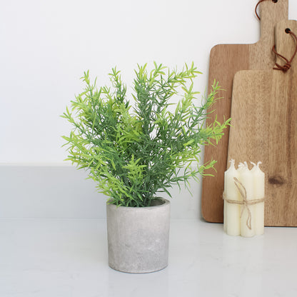 Rosemary in Stone Effect Pot