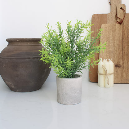 Rosemary in Stone Effect Pot